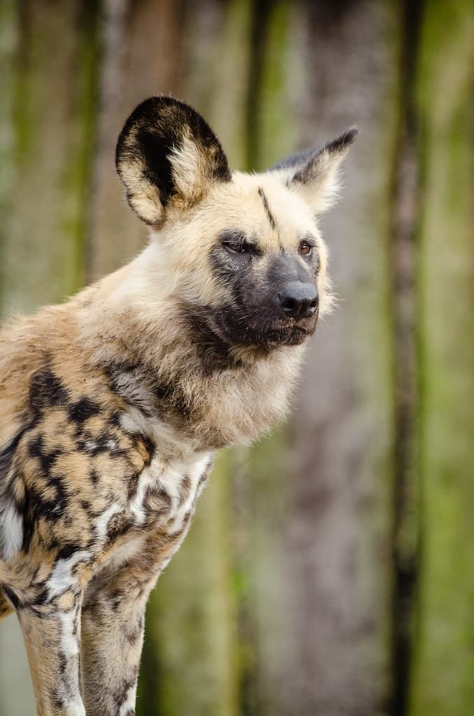 African wild dog