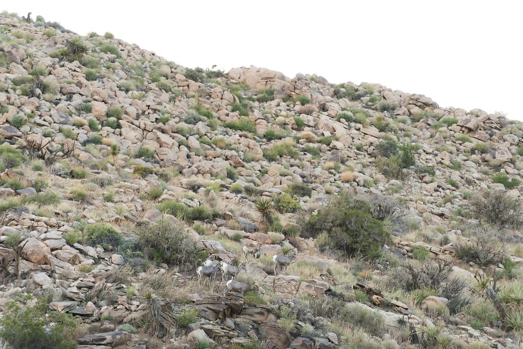Desert Bighorn Sheep (Ovis canadensis nelsoni)