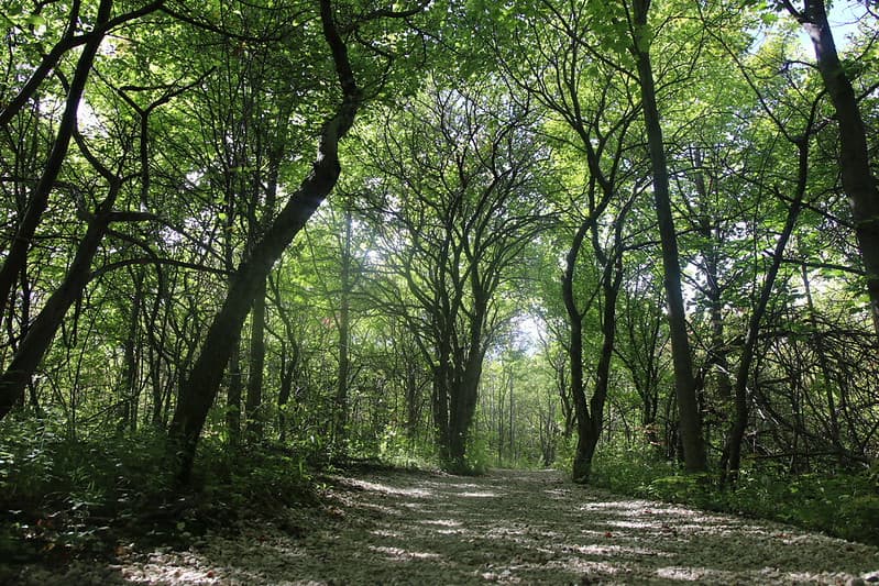 Forest Path