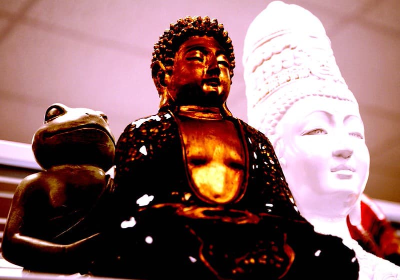Americanbuddhism, animalstudent, auroraavenue