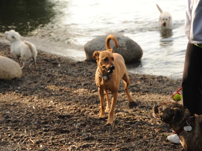 Ballwiththrower, brindle, brown