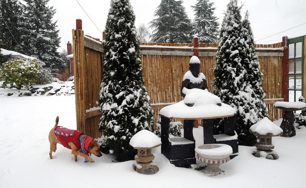 Stavenw, broadview, buddhaonshrine