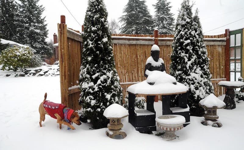 Stavenw, broadview, buddhaonshrine