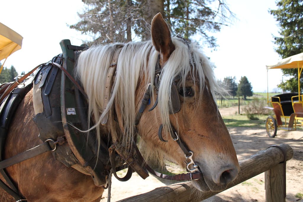 Horse