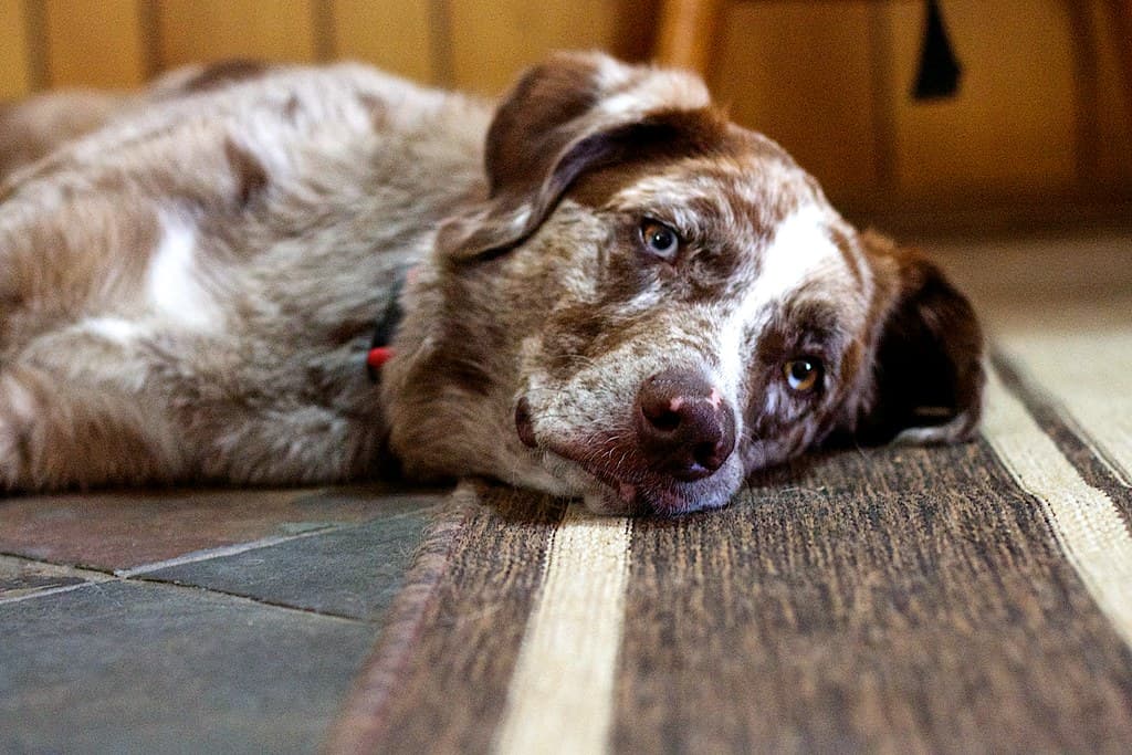 Here's Looking At You, Dog