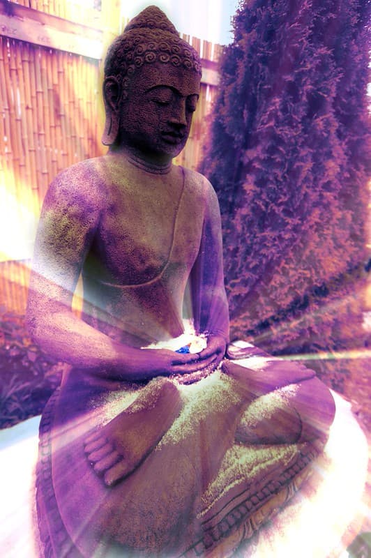 Bamboo, broadview, buddha