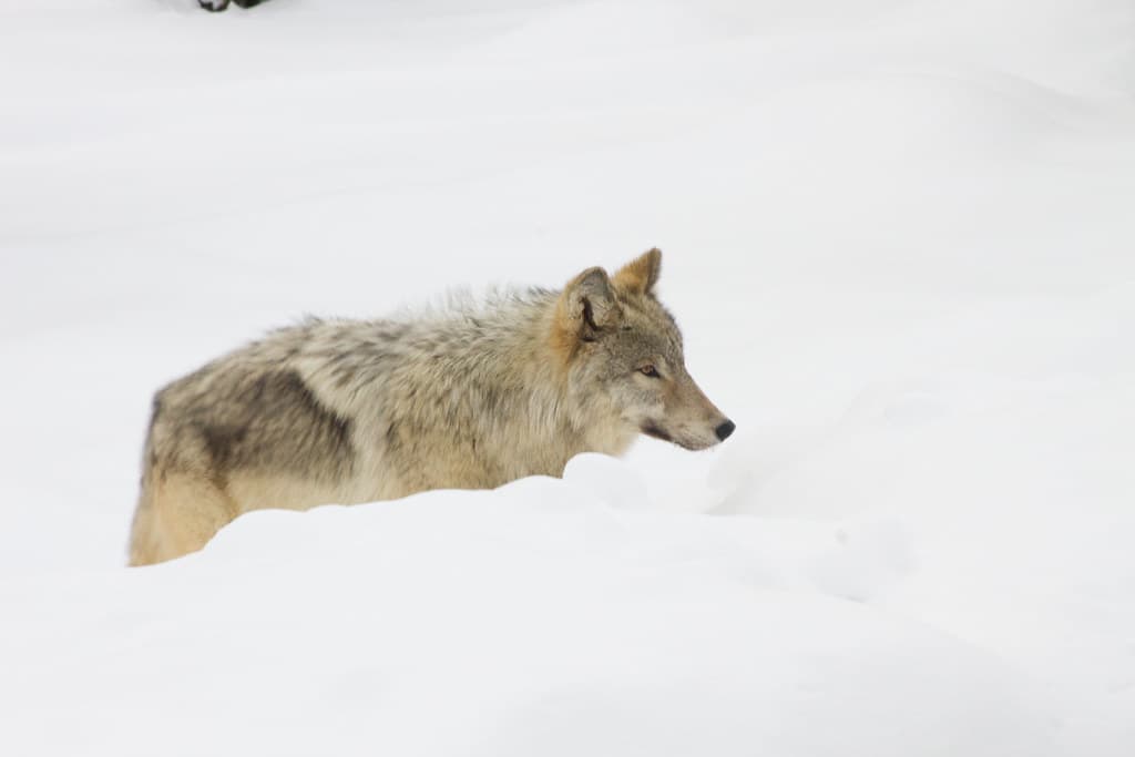 Mammals, winter, wolf