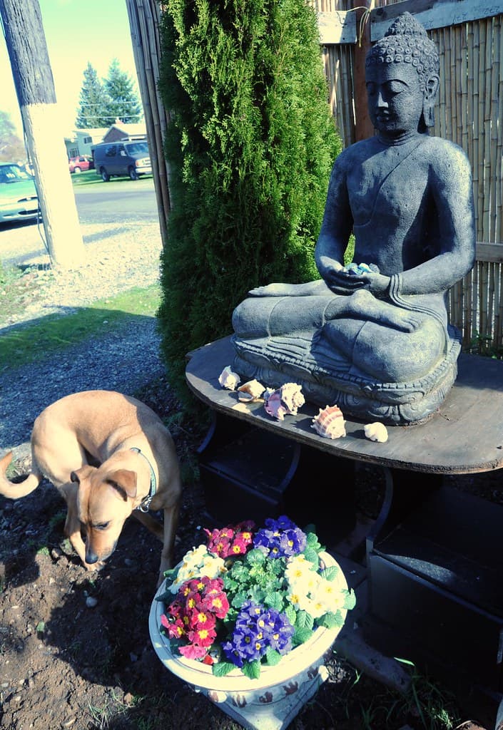 Stavenw, broadview, buddha