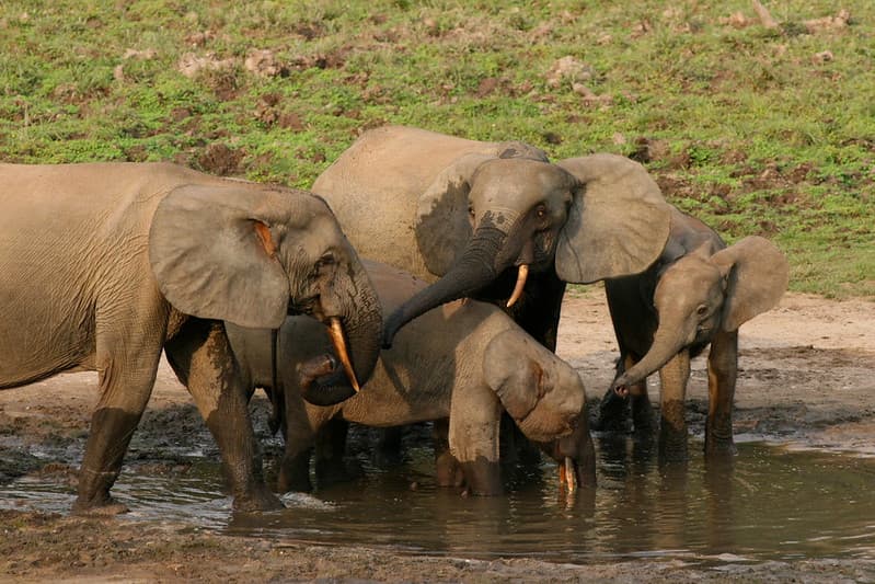 Forest elephant group 1