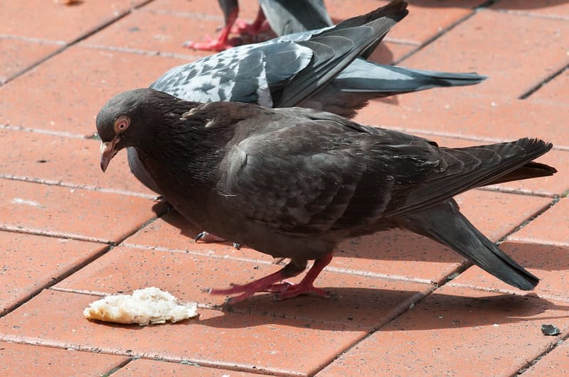 Pigeon eating bread in Queen Elizabeth II Square