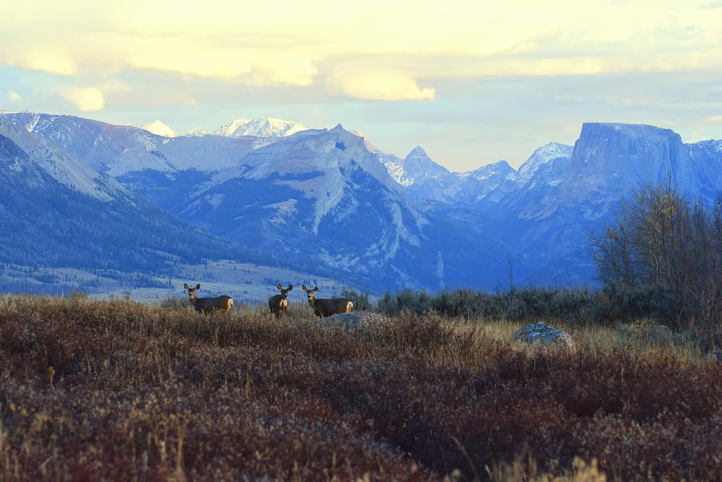 Deer and Mountains Bridger-Teton NF