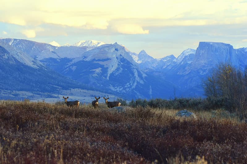 Deer and Mountains Bridger-Teton NF