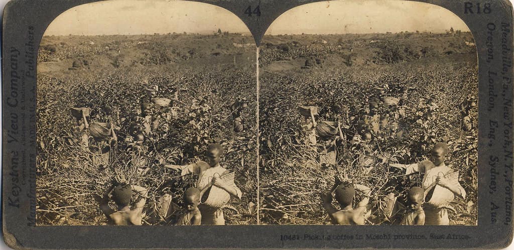 East Africa - Picking coffee in Mosohi province, East Africa