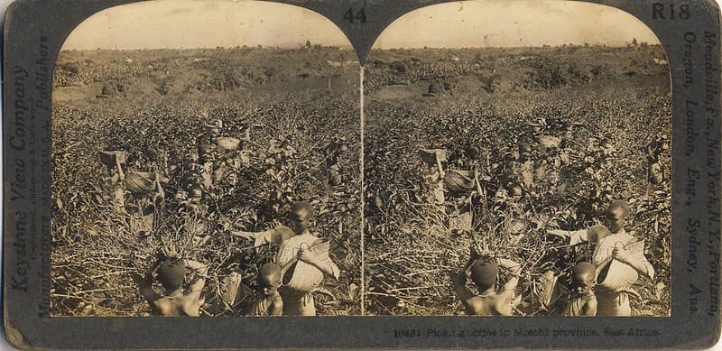 East Africa - Picking coffee in Mosohi province, East Africa