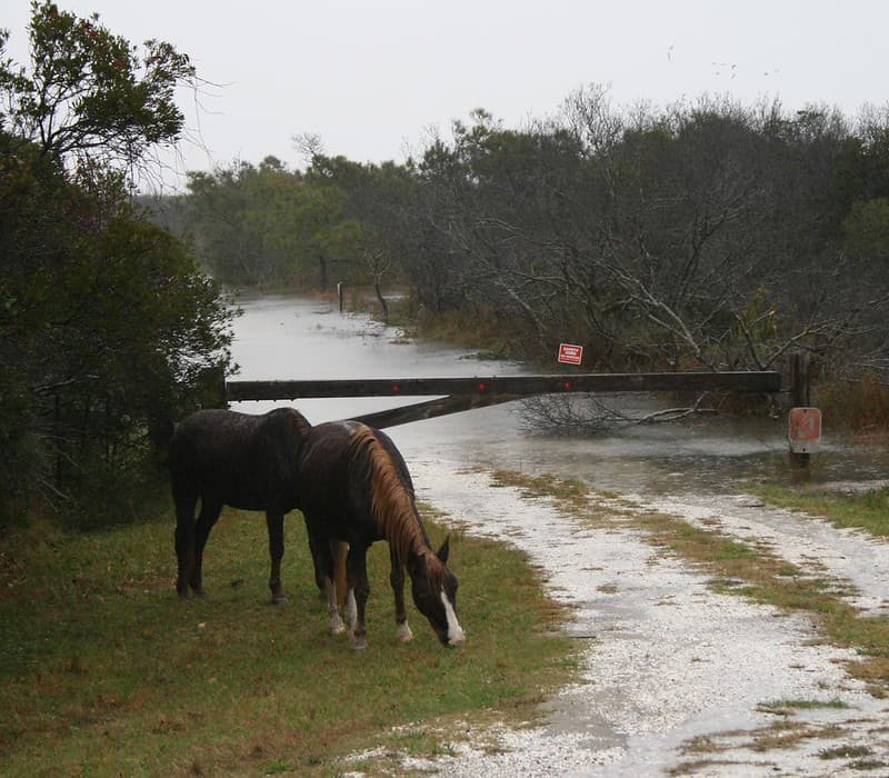 Horses, MD District