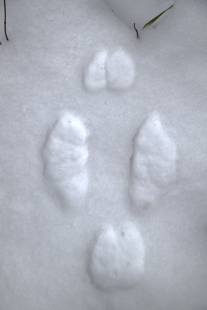 Photo of the Week - Snowshoe Hare tracks in snow (VT)
