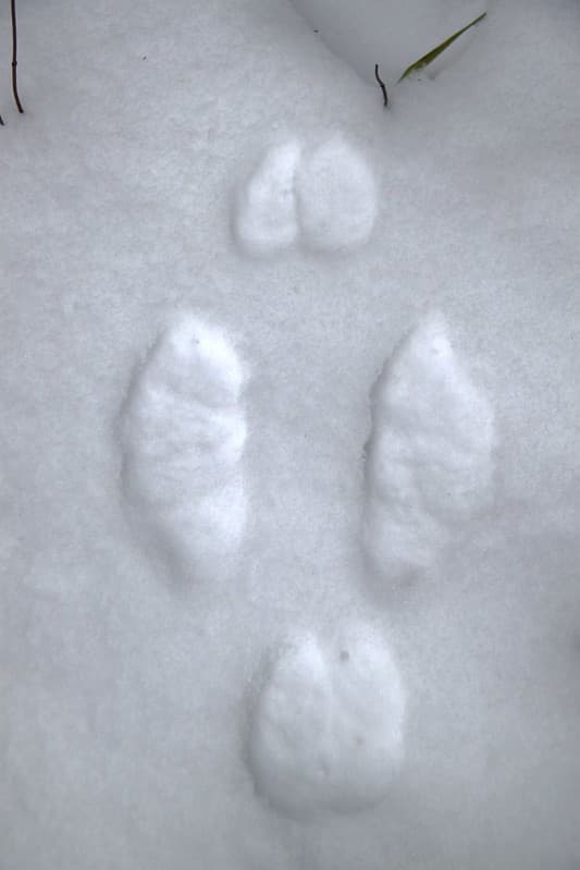 Photo of the Week - Snowshoe Hare tracks in snow (VT)