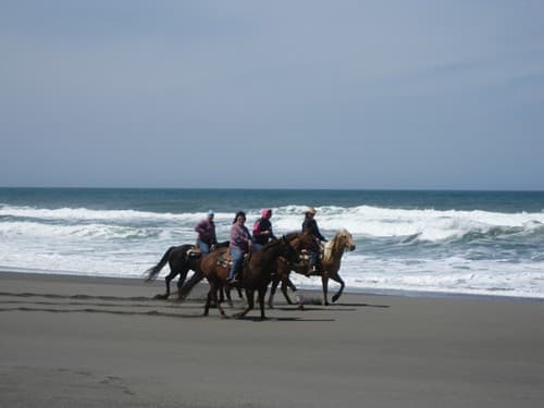 Horses Mike Thompson Wildlife Area, South Spit Humboldt Bay