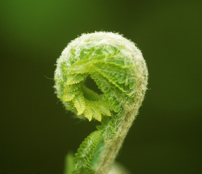 Fern Fiddlehead