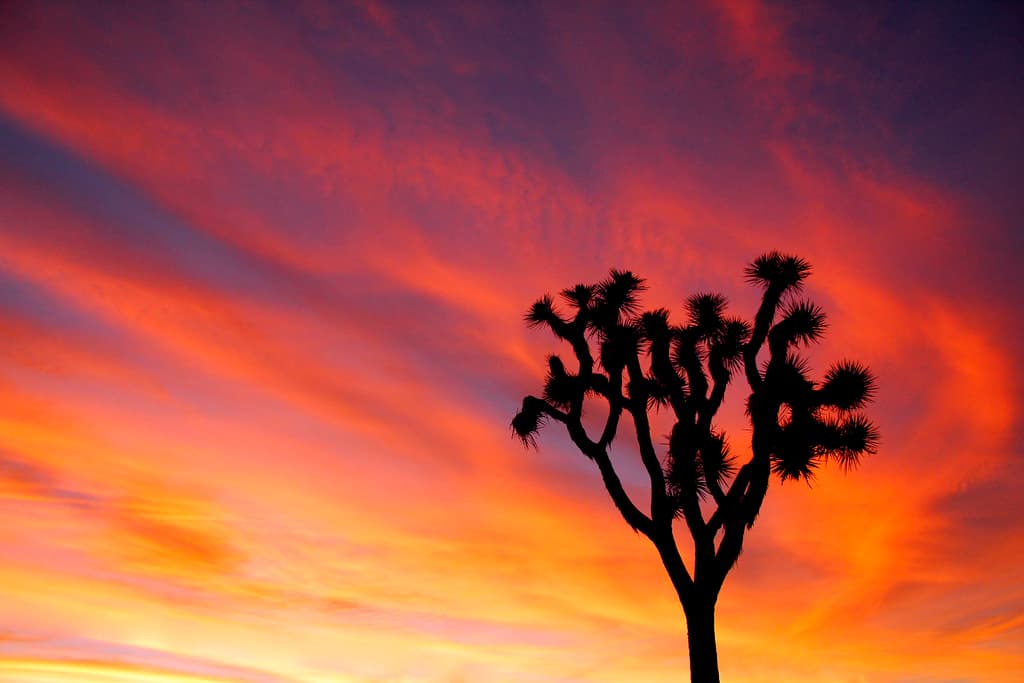 Joshua tree and colorful sunset