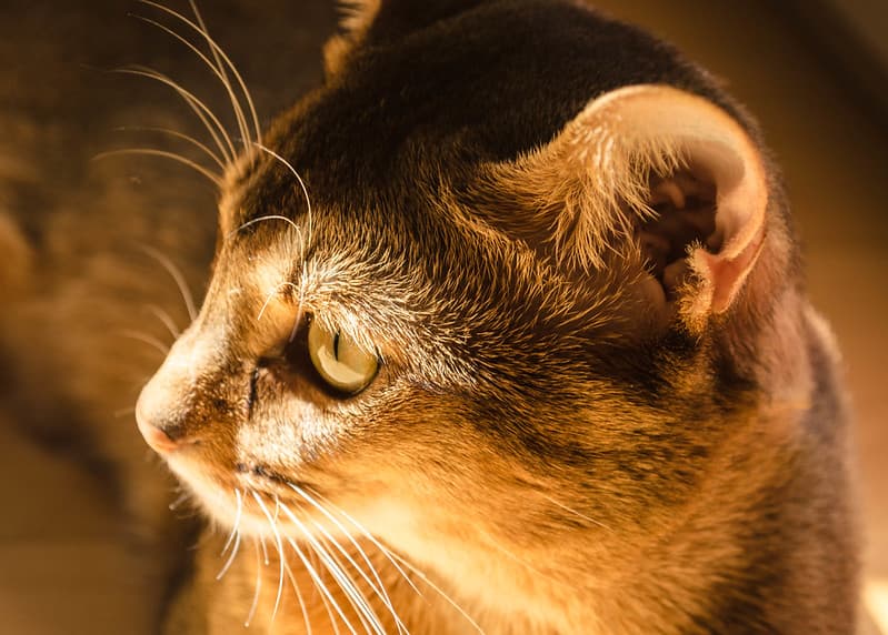 Portrait of a cat