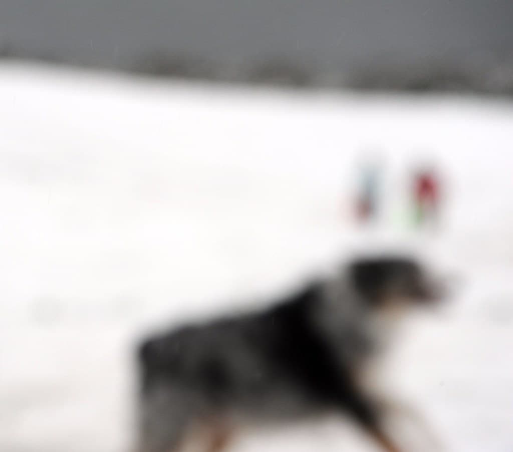 Abstract, australian, blur
