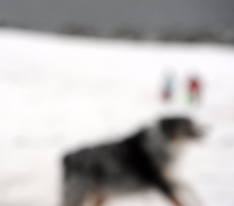 Abstract, australian, blur