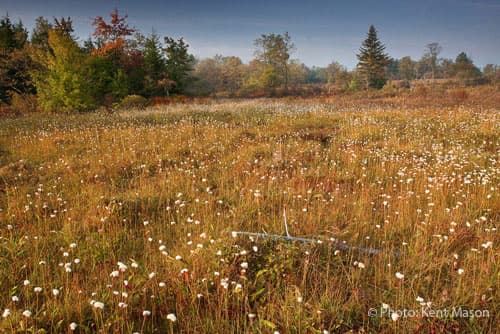 Field of Cottongrass