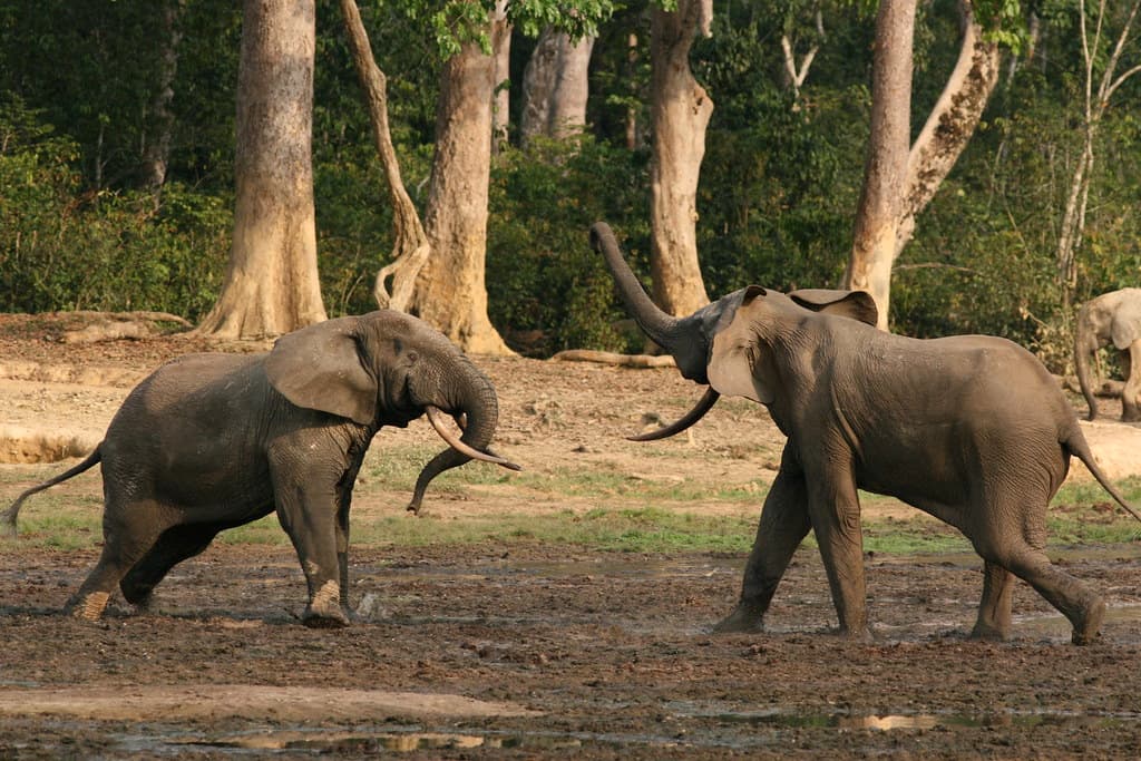 Forest elephant group 8