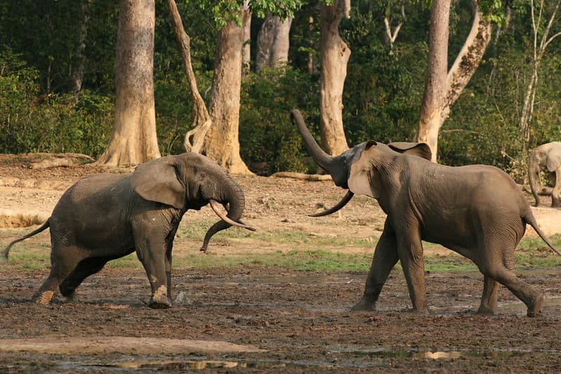 Forest elephant group 8