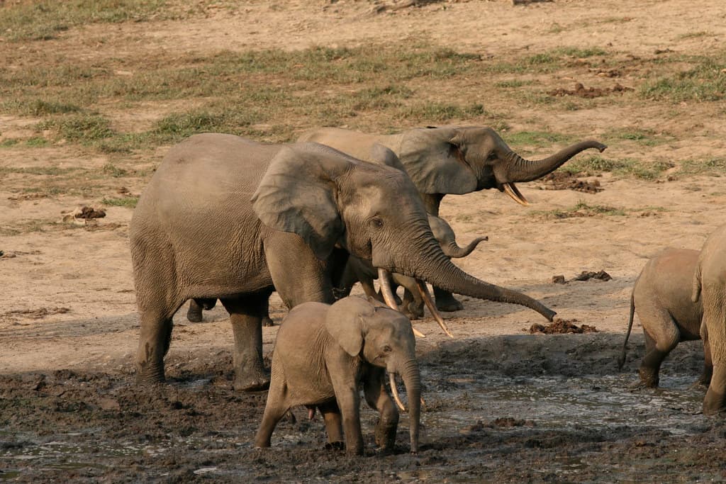 Forest elephant group 6