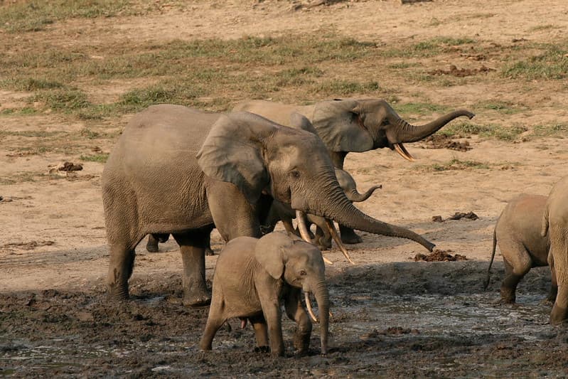 Forest elephant group 6