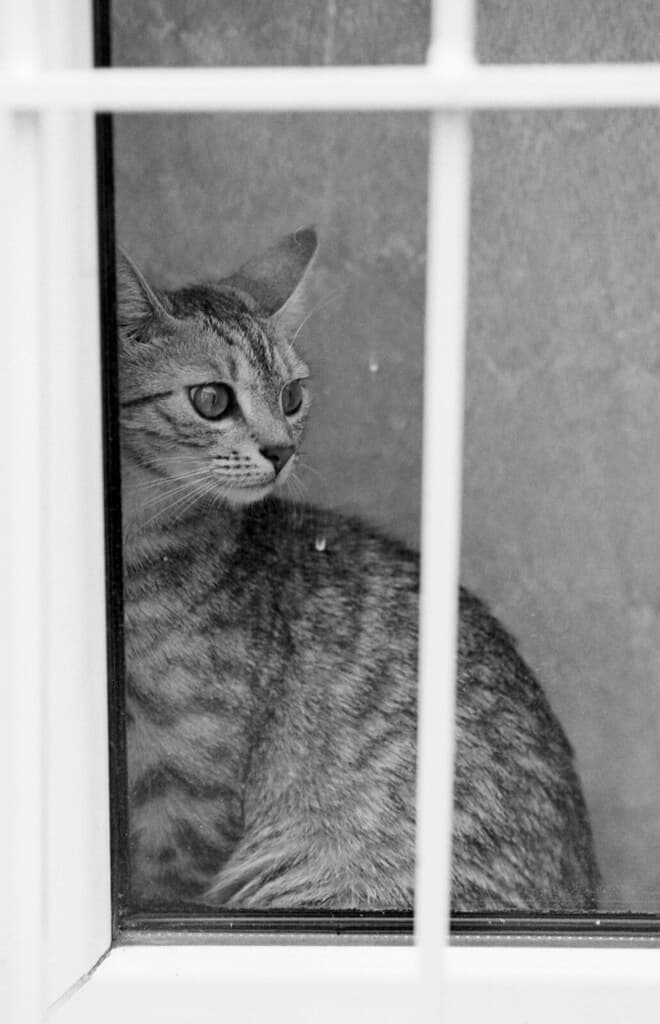 Curious cat