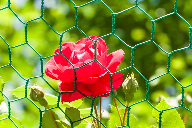 철조망 뒤 장미꽃 Rose wire netting