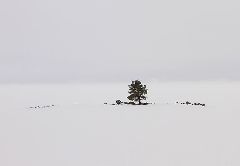 Carrington Island and Yellowstone Lake