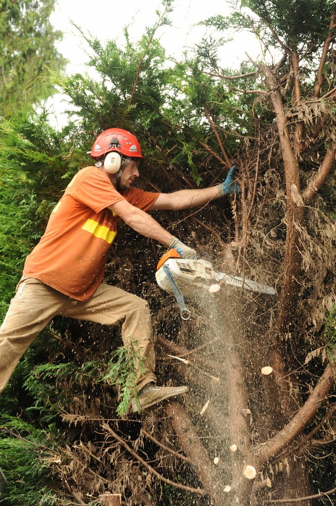 Northseattletrees, portablechainsaw, safetygear