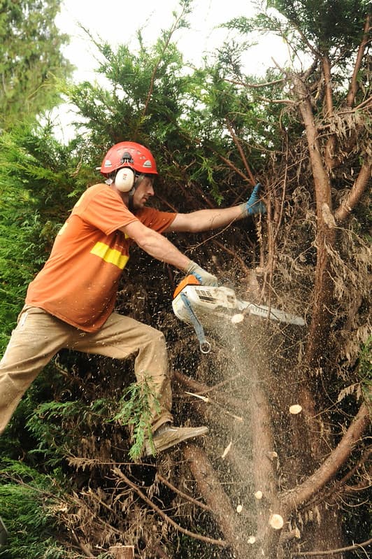 Northseattletrees, portablechainsaw, safetygear