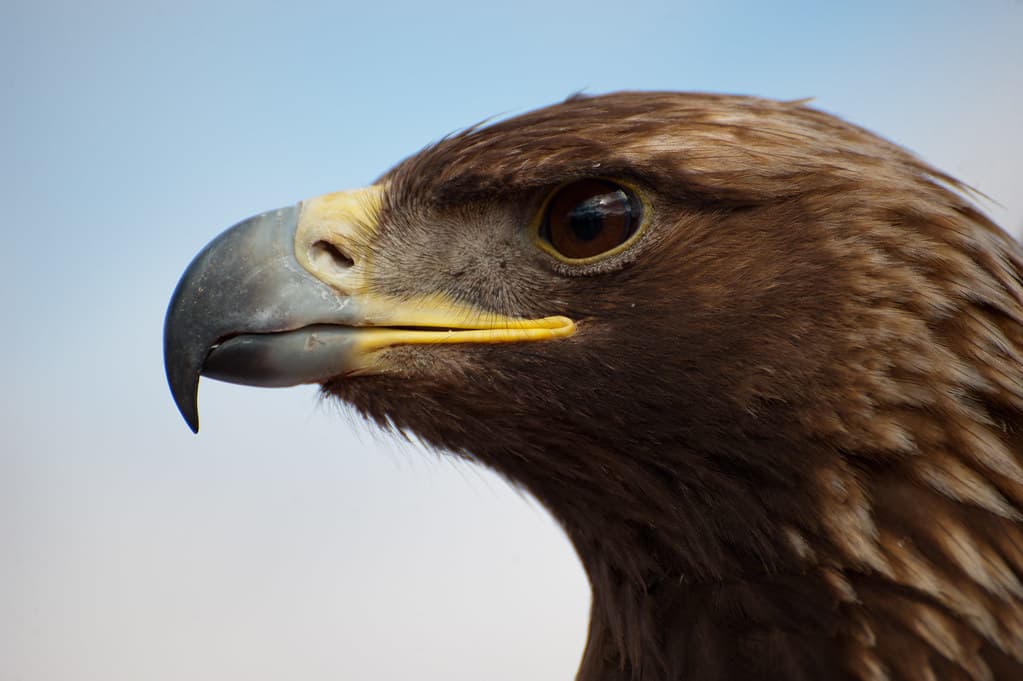 Eagle Release at Dead Horse Point State Park