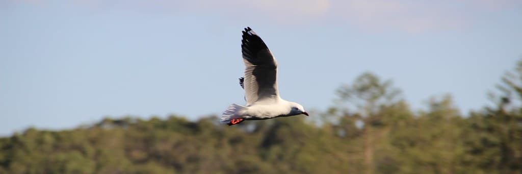 High speed bird thing