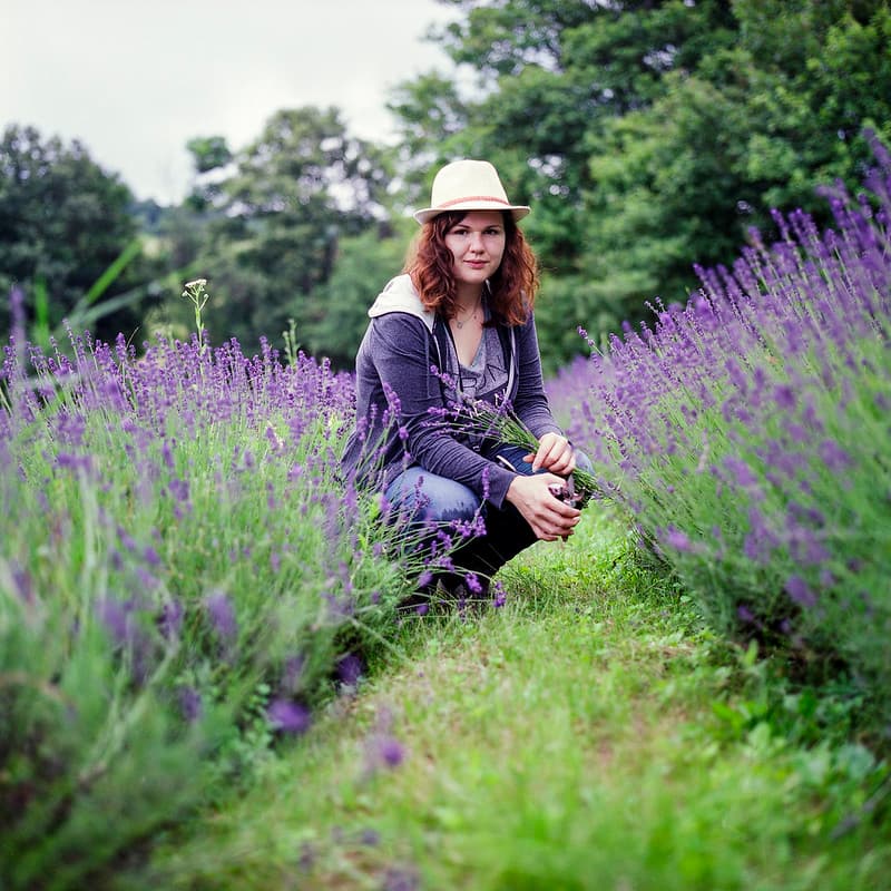 Pick your own lavender