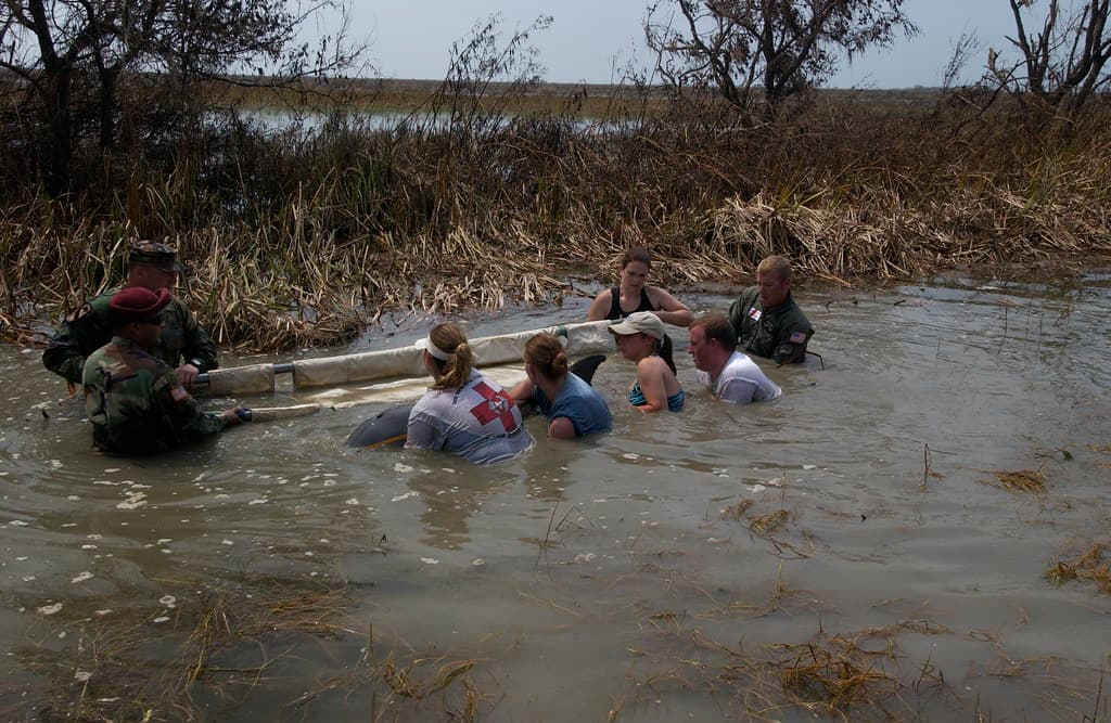 Dolphin Rescues During 2005 Hurricane Season