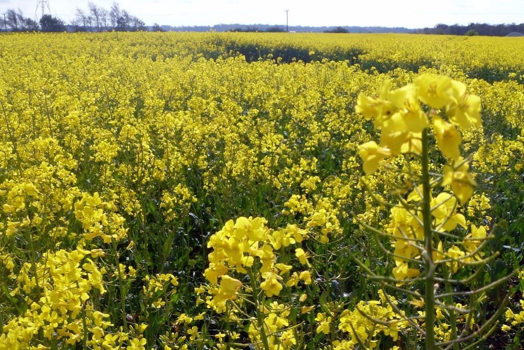 Project 366 #113: 220412 Fields Of...Yellow