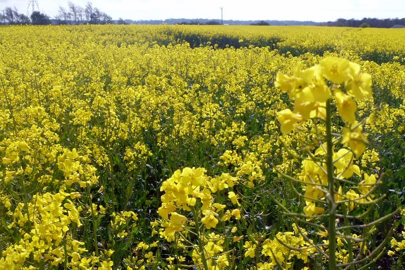Project 366 #113: 220412 Fields Of...Yellow