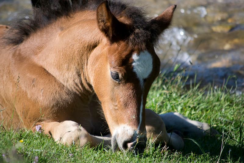 A horse foal resting by a stream