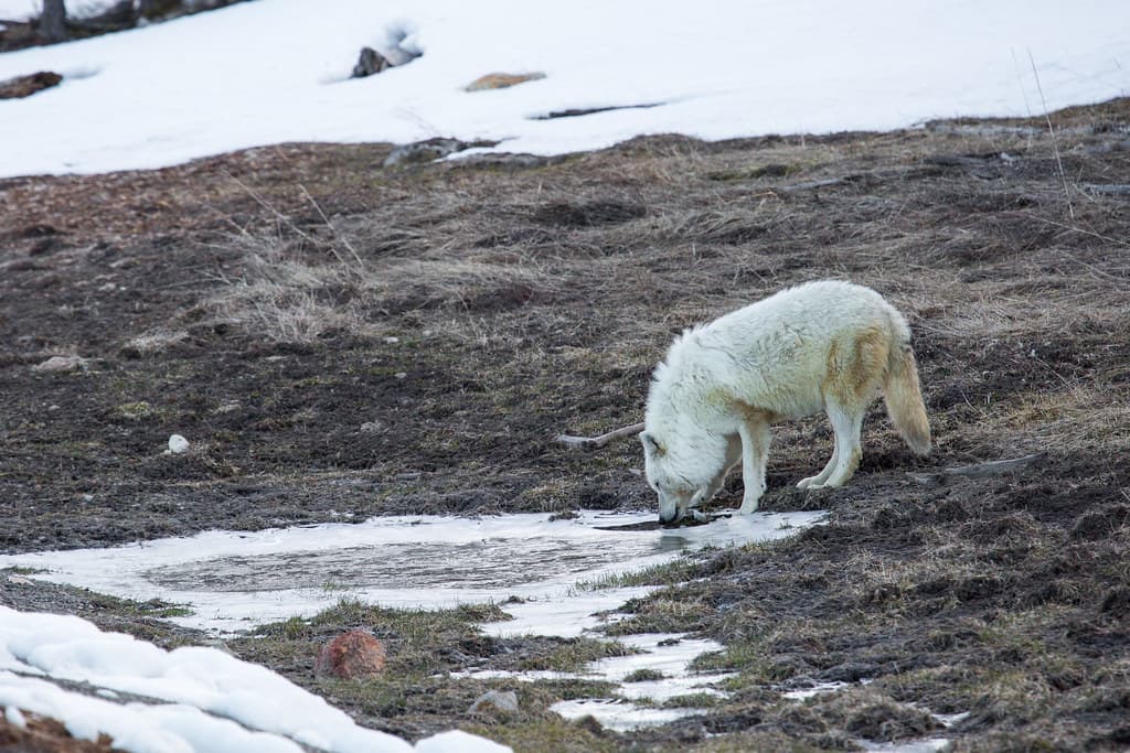 Alpa female, Canyon Pack