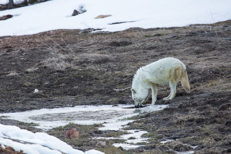 Alpa female, Canyon Pack