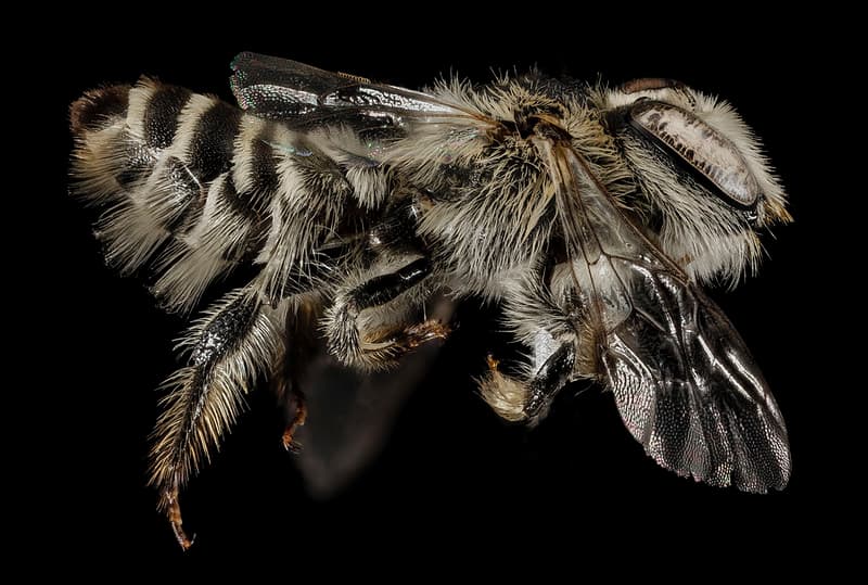 Aegeanislands, bee, bees