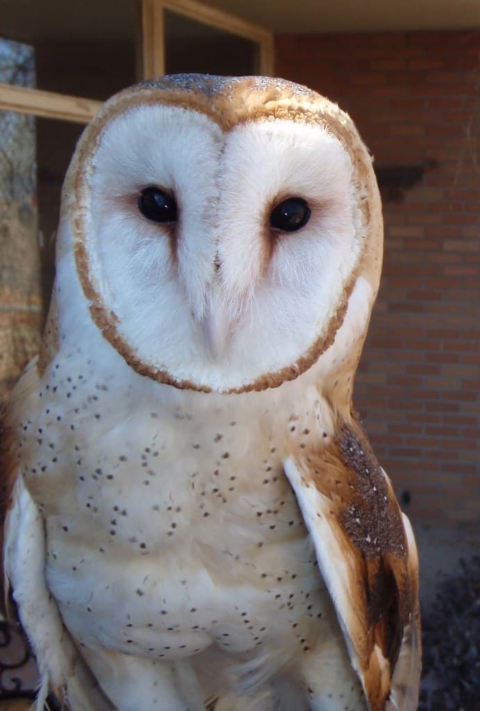 Barn Owl, Nature Station, Carrie Szwed