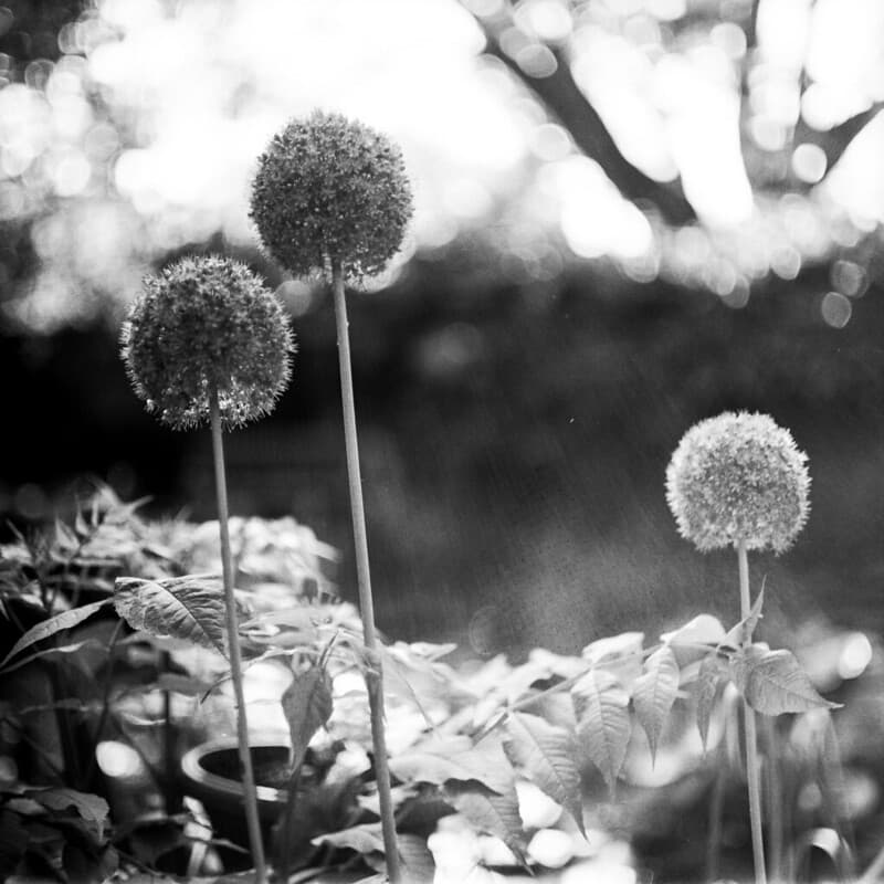 Bokeh balls ... flower balls