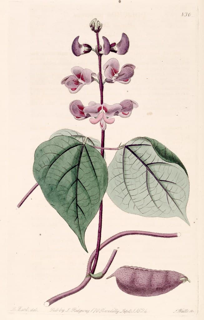 Thcentury, botanical, botany